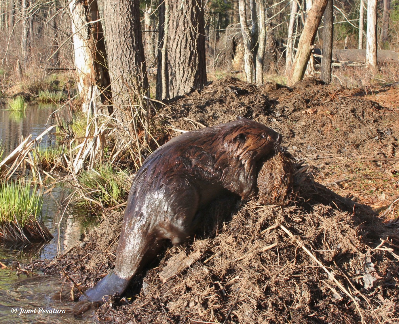 claude pratt add beaver stretcher sex photo