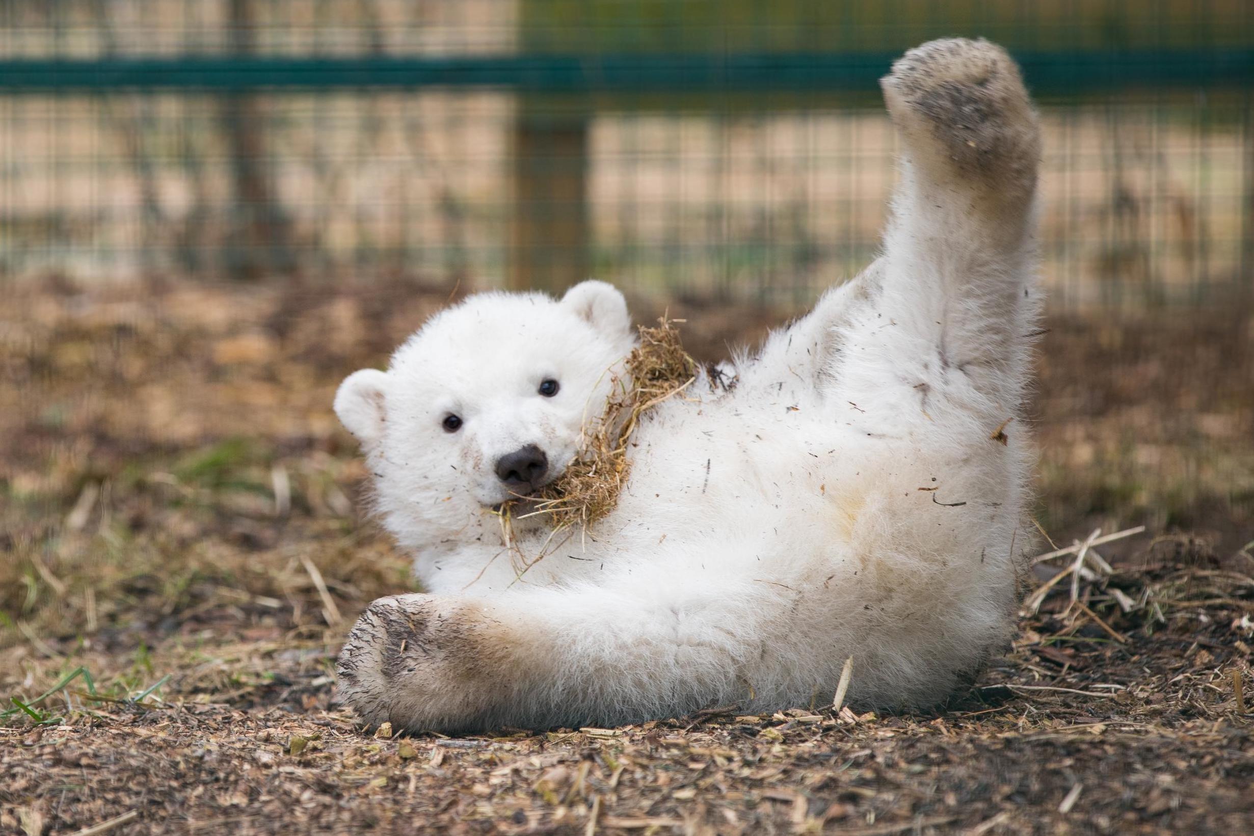 candace ducharme add polar bear porn photo