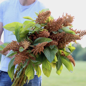 donna crum add amaranth porn photo