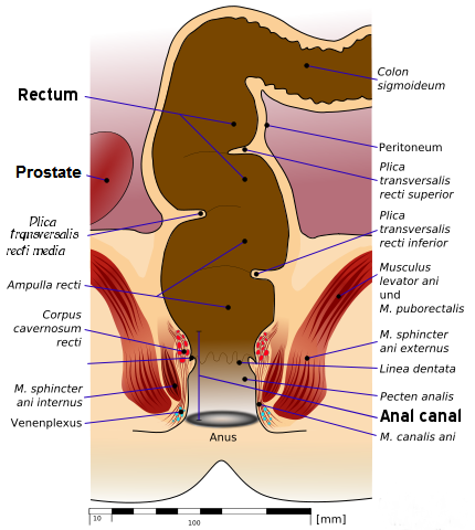 diane garofalo add anal fist guide photo