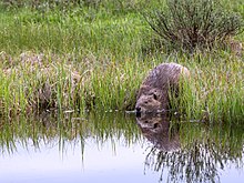 debra clements add beaver stretcher sex photo