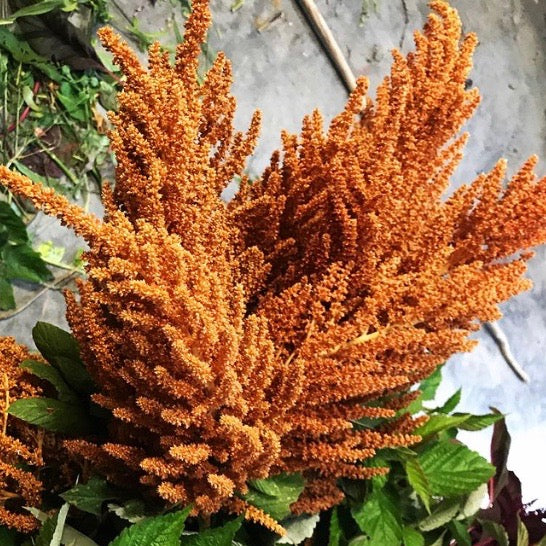 agoes purnomo add amaranth porn image