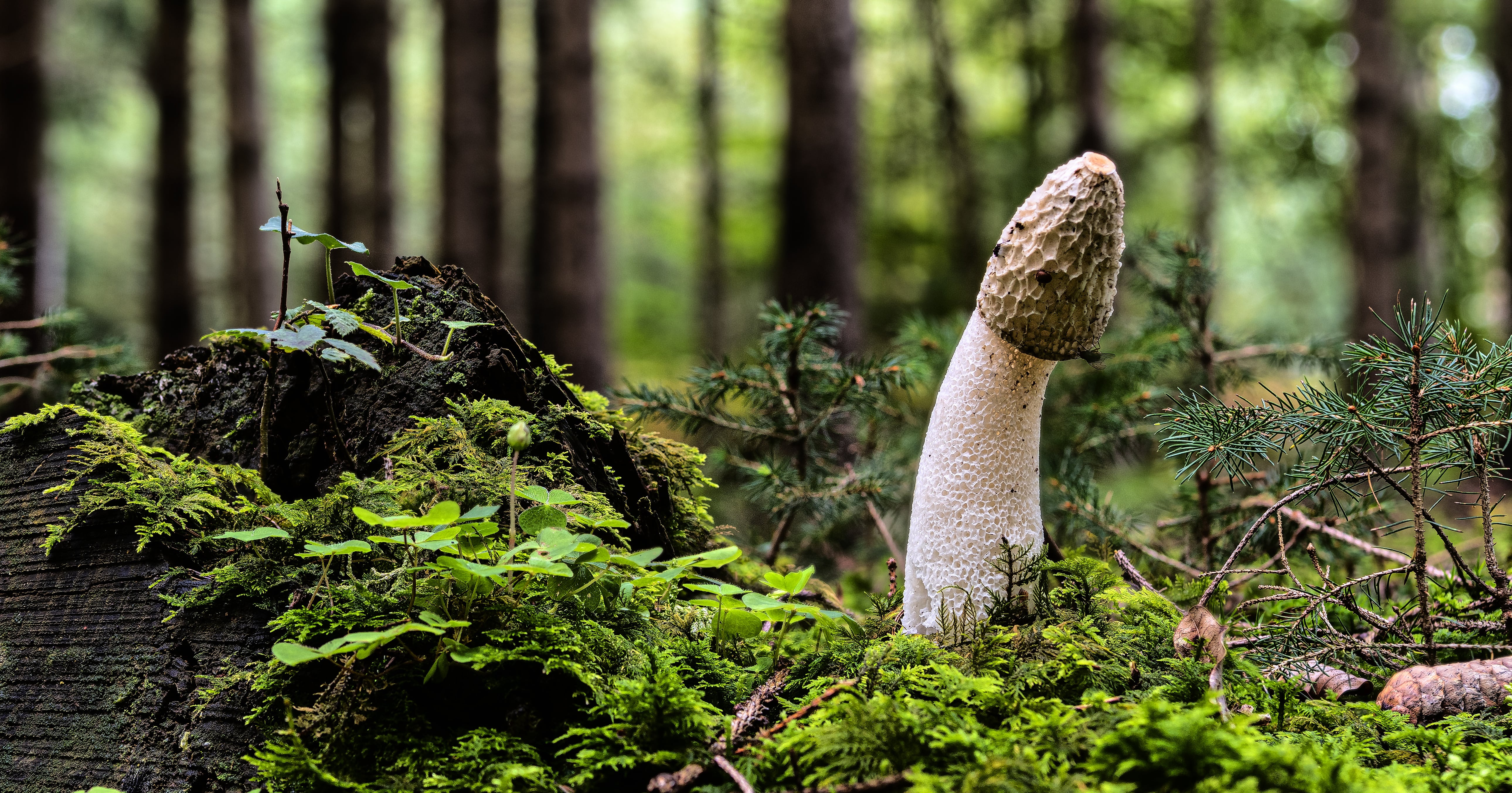 amar deshpande add mushroom head cocks image