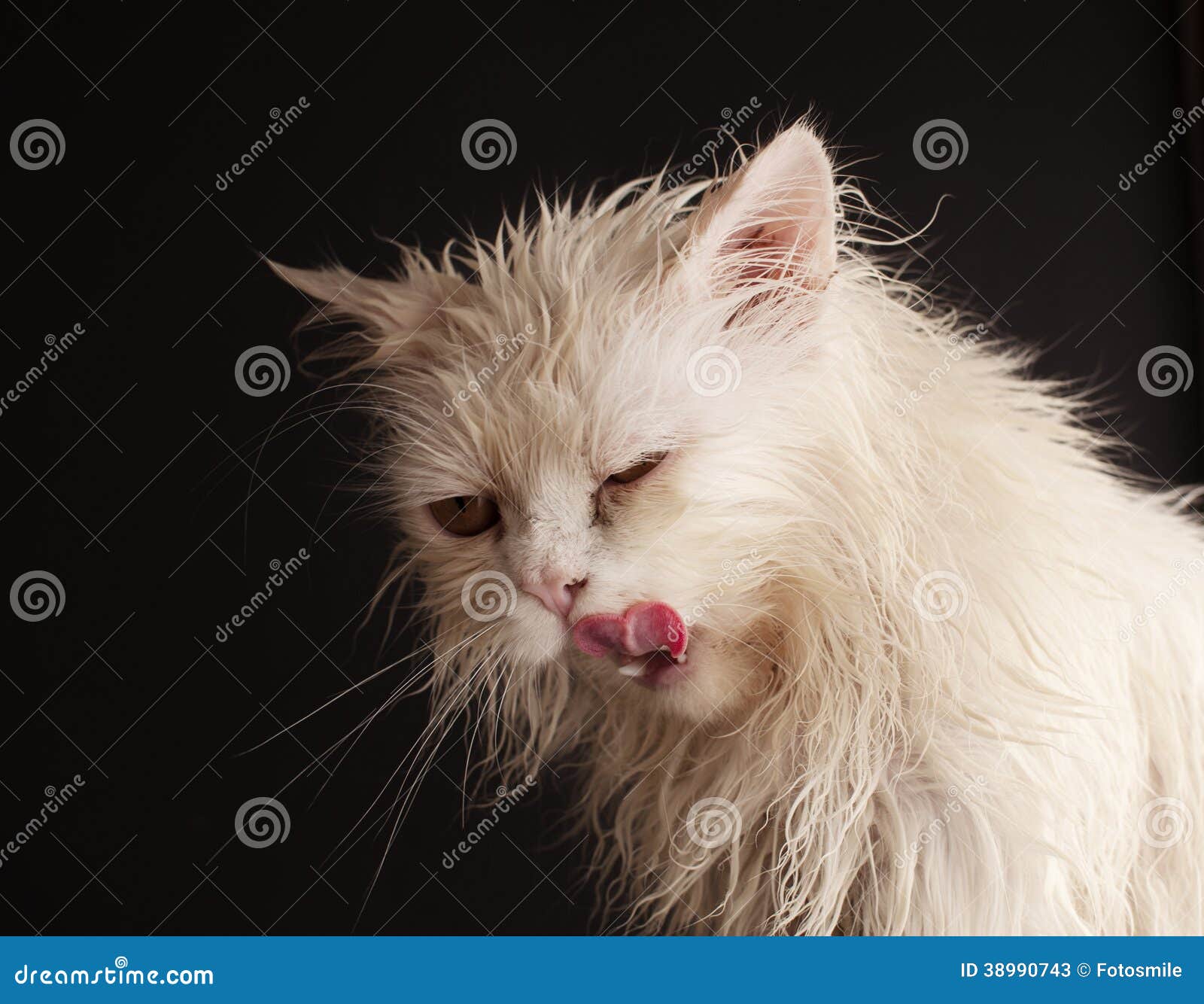 chap ragland add wet kitty facial photo